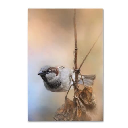 Jai Johnson 'Hanging On Sparrow' Canvas Art,22x32